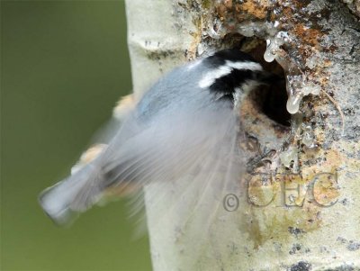 Red-breasted Nuthatch AEZ14470 copy - Copy.jpg