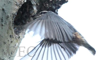 Red-breasted Nuthatch AEZ14562 copy - Copy.jpg