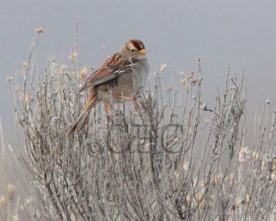 White-crowned Sparrow, juvenile AE2D1662b copy - Copy.jpg