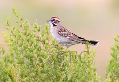 Lark Sparrow  AEZ11250b - Copy.jpg