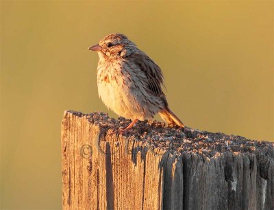 Savannah Sparrow at sunset, Toppenish WA, lateral C  AEZ11885 copy - Copy.jpg