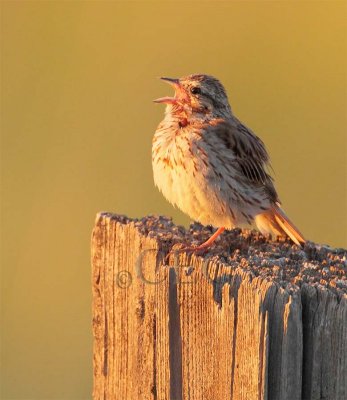 Savannah Sparrow at sunset, Toppenish WA, lateral C  AEZ11886 copy - Copy.jpg