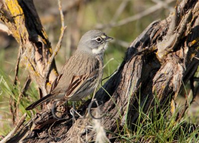 Sage Sparrow  AEZ32342 copy - Copy.jpg