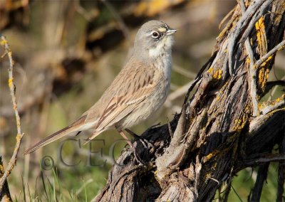 Sage Sparrow  AEZ32346 copy - Copy.jpg