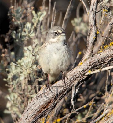 Sage Sparrow  AEZ32367 copy - Copy.jpg