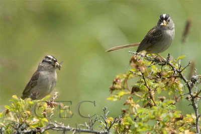 White-crowned Sparrow, breeding pair, Lopez Island  WT4P1635+33 copy - Copy.jpg