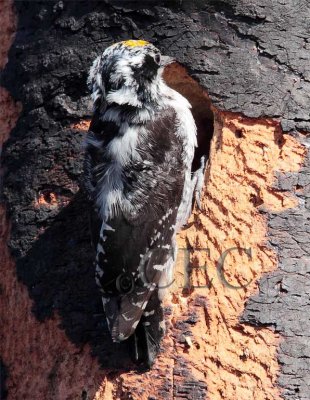 Three-toed Woodpecker, male AEZ10629 copy - Copy.jpg