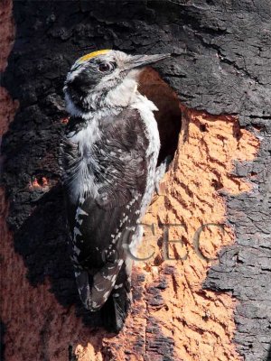 Three-toed Woodpecker, male AEZ10649 copy - Copy.jpg
