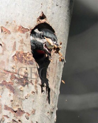 Williamson's Sapsucker, male cleaning nest   AEZ17135 copy - Copy.jpg