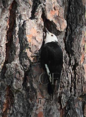 White-headed Woodpecker, female  _EZ40224 - Copy.jpg