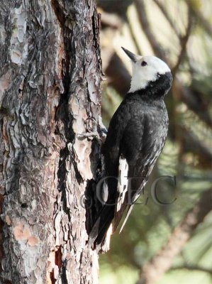 White-headed Woodpecker, female  _EZ40239 copy - Copy.jpg