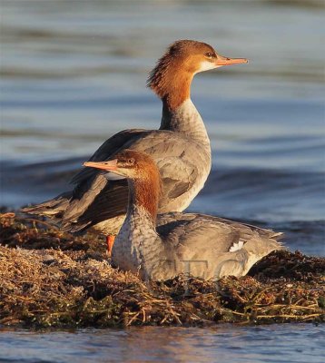 Common Merganser, Females _Z057349 copy.jpg