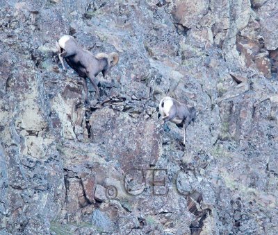 Ram pursues ewe in steep rock  2/2  _EZ50172b copy.jpg