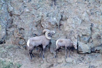 Young ram approaches pair on ledge for above 3/7  _EZ50193 copy.jpg