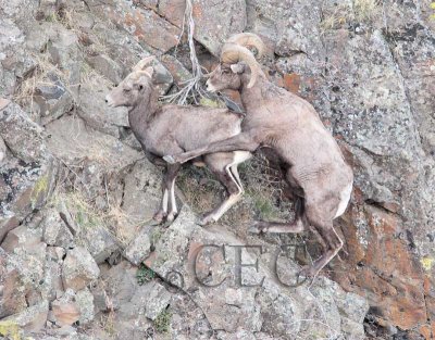 Young ram unsuccessfully attempts to mount ewe on sloping rock 20/20  _EZ50363 copy.jpg