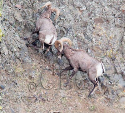 Sparring rams 2/6  _EZ50376 copy.jpg