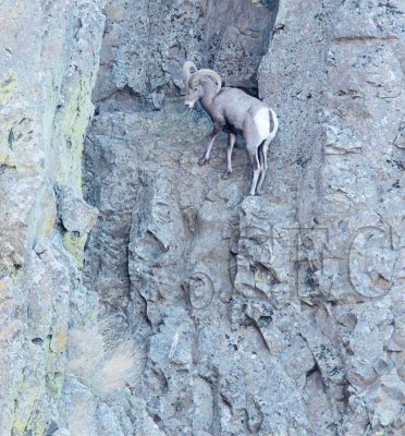 Ram pursues ewe in steep rock  AEZ50147 copy.jpg