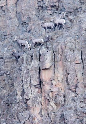 Rams and ewes during rut  AEZ50177pan copy.jpg