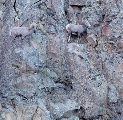 Pursued ewe pauses on very narrow outcropping.  1/6  AEZ50220 copy.jpg