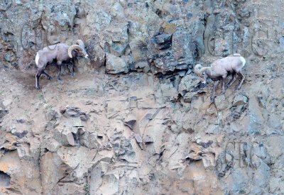 Young ram searches for route to ram and ewe on ledge  2/7  AEZ50228copy.jpg