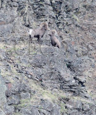 Rams squareoff with no female in sight.  Male at left could easily knock the other down the hill, but decides. AEZ50405 copy.jpg