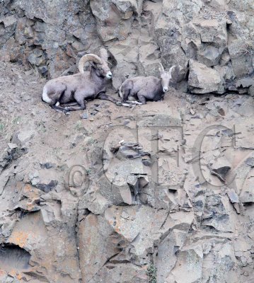 Old ram and ewe on isolated ledge about 30 foot cliff 1/7   AEZ50438 copy.jpg