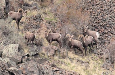5 rams and ewe watch chase on mountainside below.  2 rams breakoff and join chase.  AEZ50598 copy.jpg