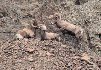 Bighorn Sheep Rut