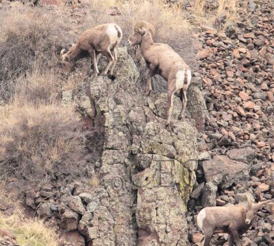 more_bighorn_sheep_rut