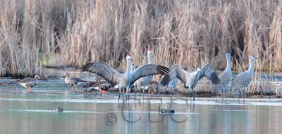 Sandhill Cranes  dance for White-fronted Geese  AE2D4535.jpg