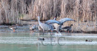 Sandhill Cranes  dance for White-fronted Geese  AE2D4591.jpg