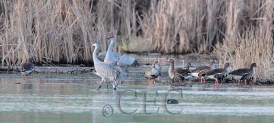 Sandhill Cranes  dance for White-fronted Geese   AE2D4596.jpg