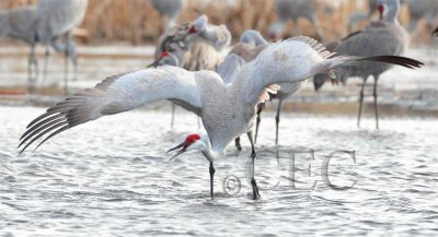 Crane Play, (best viewed as slide show)