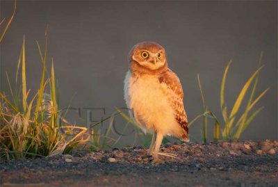 Juvenile Burrowing Owl, white chest will become more speckled as owl matures, shot at sunset   AEZ16663 copy.jpg