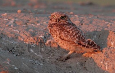 Adult Burrowing Owl, having speckled chest   AEZ16685 copy.jpg