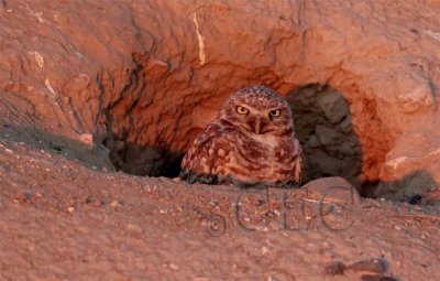 Adult Burrowing Owl, standing on lip of borrow  AEZ16687 copy.jpg