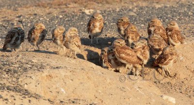 Owls congregate prior to very lengthy  migration  AEZ17346 copy.jpg