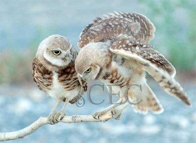 Juvenile Owls, belly is last place to become speckled  1/3  AEZ19171 copy.jpg