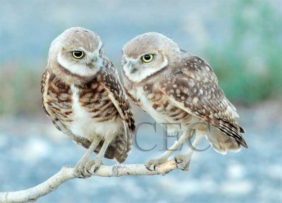 Juvenile Owls, belly is last place to become speckled  2/3  AEZ19172 copy.jpg