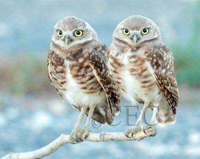 Juvenile Owls, belly is last place to become speckled  3/3  AEZ19176 copy.jpg
