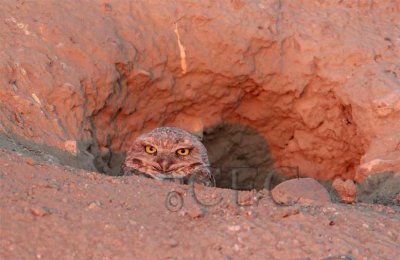 Poking head from burrow at sunset  AEZ19227 copy.jpg