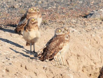 With narrowd pupils, owls eye Harrier and run for burrow 1/3  AEZ16233 copy.jpg