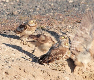 With narrowd pupils, owls eye Harrier and run for burrow 2/3  AEZ16234 copy.jpg