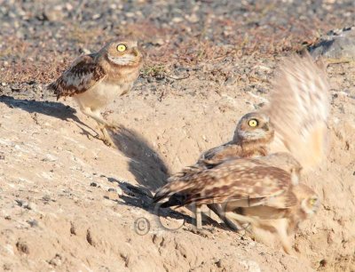 With narrowd pupils, owls eye Harrier and run for burrow 3/3  AEZ16235 copy.jpg