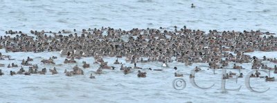 American Wigeons and Pintails  _EZ49315 copy.jpg