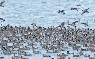 American Wigeons and Pintails, 2 male Eurasian Wigeons top left and top right on water _EZ49328 copy.jpg