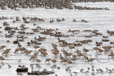 American Wigeons, Pintails, Godwits, and Dunlin   _Z9O7084 copy.jpg