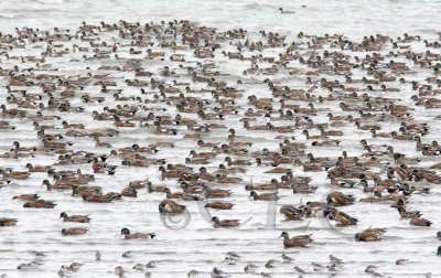 American Wigeons, Pintails, and Dunlin   _Z9O7086 copy.jpg