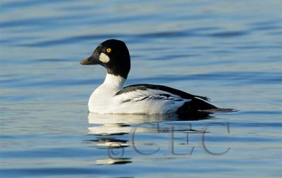 Common Goldeneye Male  4Z019040 copy.jpg