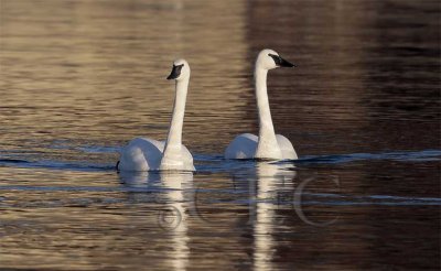 Trumpeter Swans _Z064310 copy.jpg